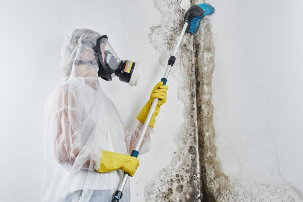 Best Residential Mold Remediation in Pasco, WA