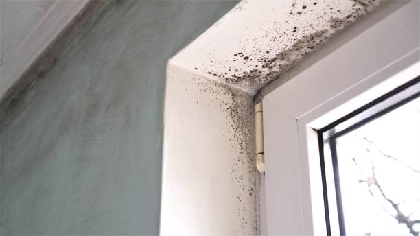 Best Industrial Mold Remediation in Pasco, WA