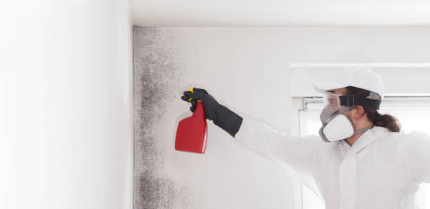 Best Residential Mold Remediation in Pasco, WA