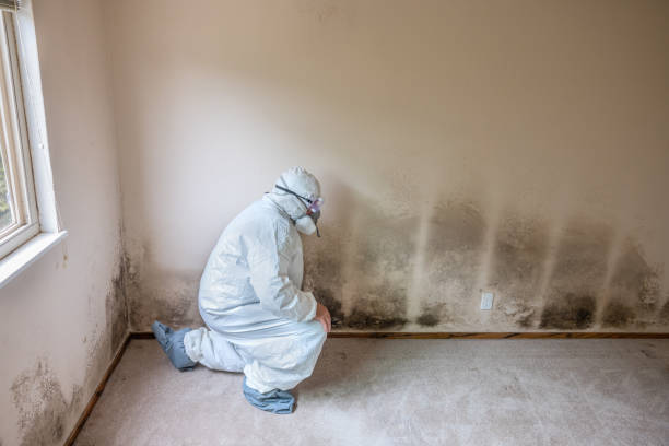 Best Crawl Space Mold Remediation in Pasco, WA