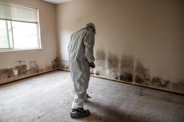 Best Attic Mold Remediation in Pasco, WA