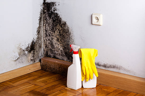 Best Emergency Mold Remediation in Pasco, WA